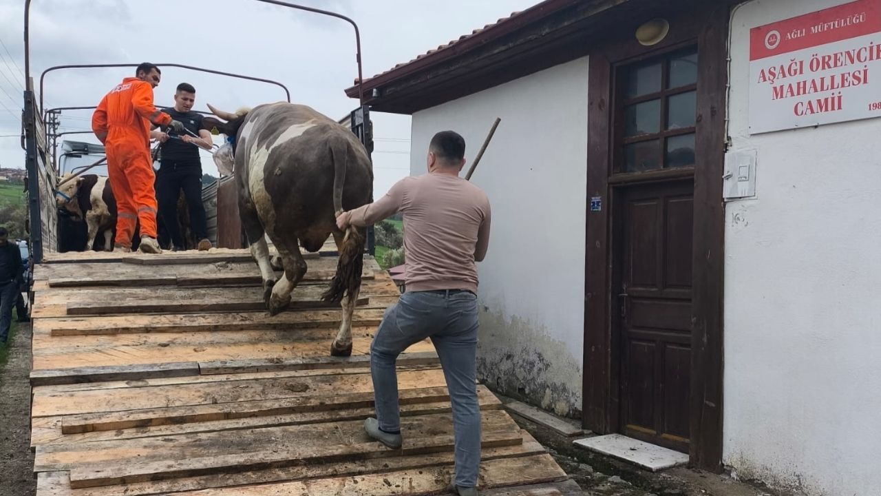 Kurbanlıklar Yola Çıktı Kastamonu’dan İstanbul’a Büyük Sevkiyat (1)