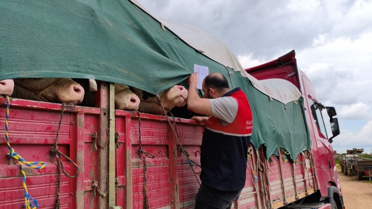 Kurbanlıklar Yola Çıktı Kastamonu’dan İstanbul’a Büyük Sevkiyat (2)