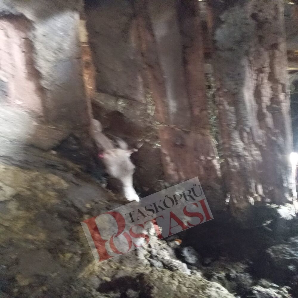 Taşköprü Ahır Çöktü Bozarmut (1)