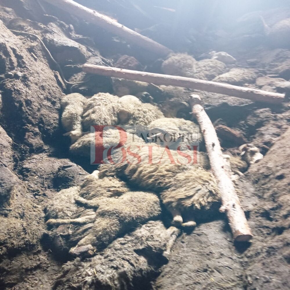 Taşköprü Ahır Çöktü Bozarmut (6)