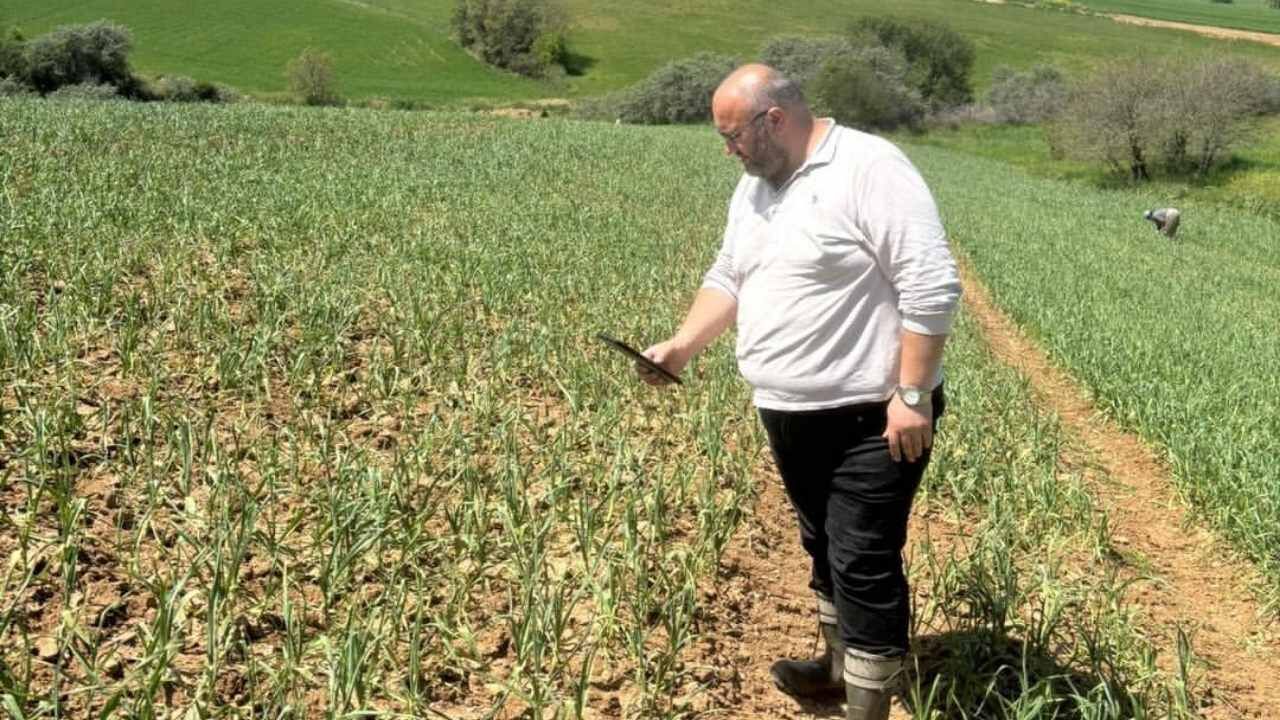Taşköprü Sarımsağını Dolu Vurdu Hasar Büyük (2)