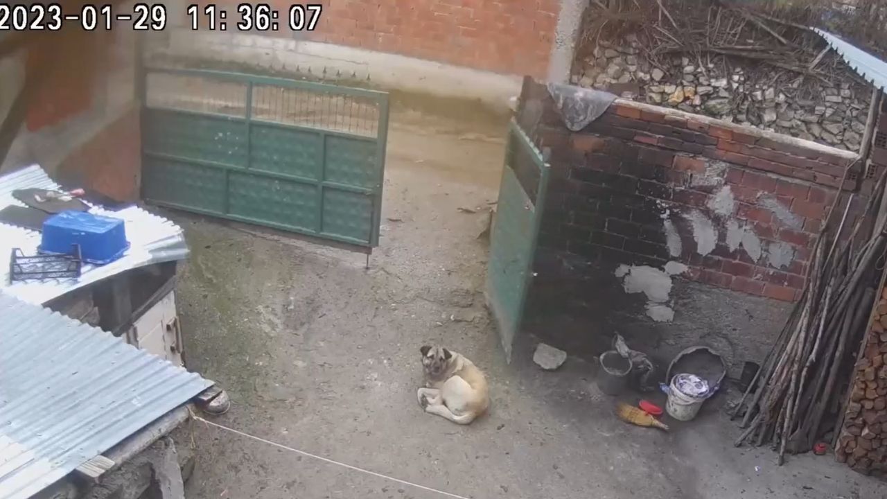 Taşköprülü Fenomenin Köpeği Kapıyı Yerinden Söktü O Anlar Kamerada (1)-1