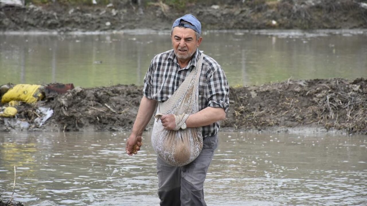 Tosya Pirinci Sarı Kılçık (3)