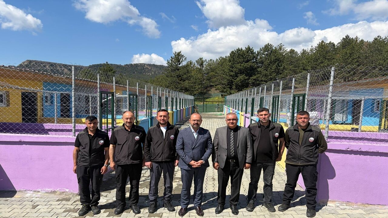 Tosya Sokak Hayvan (1)