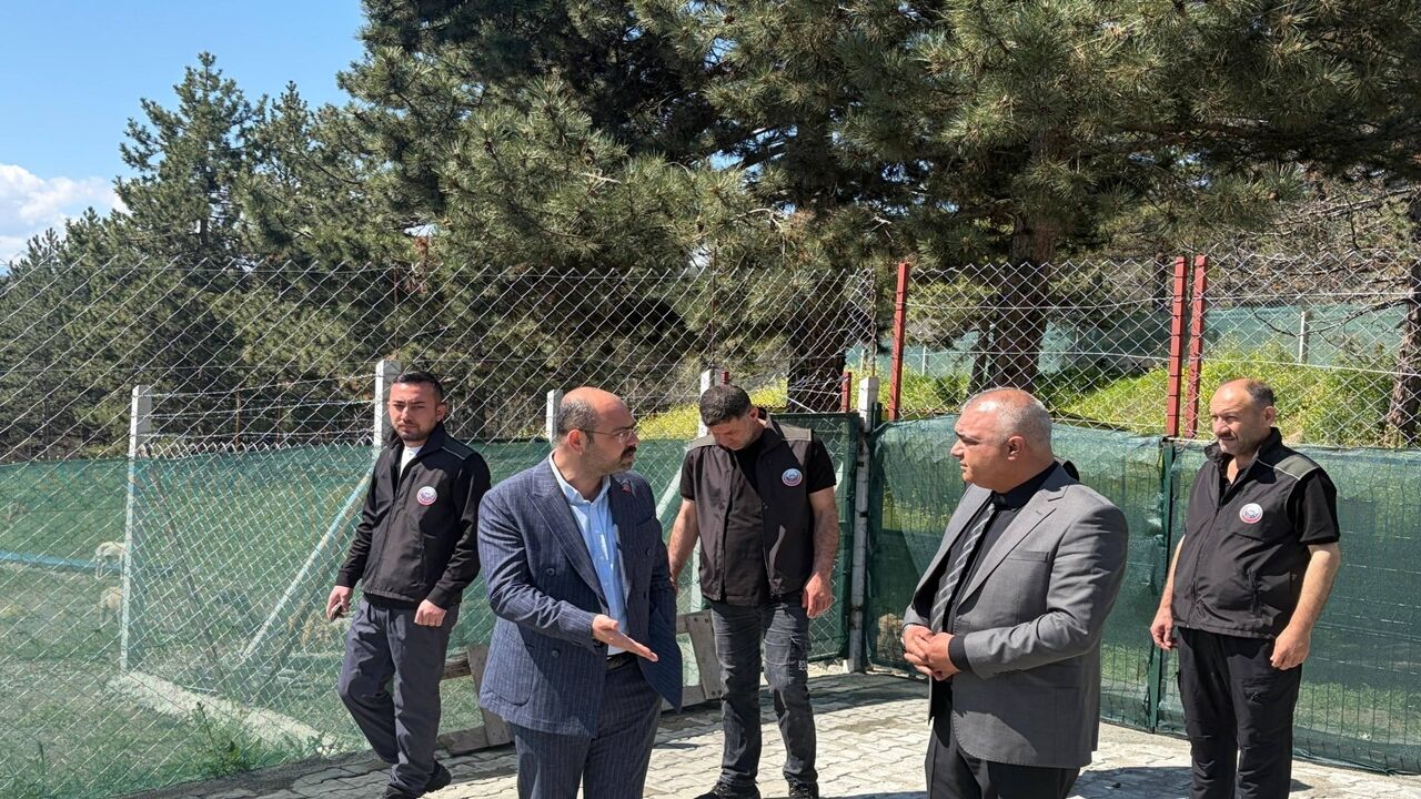 Tosya Sokak Hayvan (2)