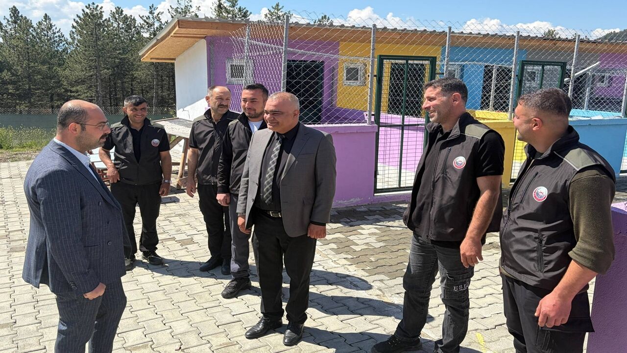 Tosya Sokak Hayvan (3)