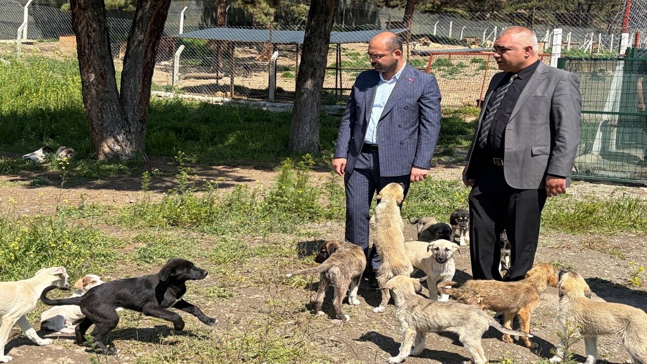 Tosya Sokak Hayvan (5)