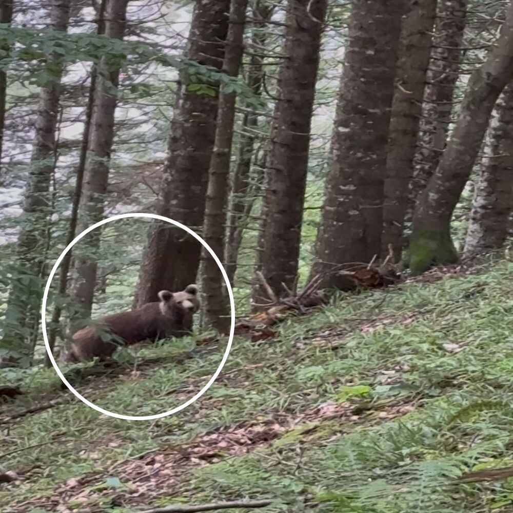 Valla Kanyonu Ayı Görünldü