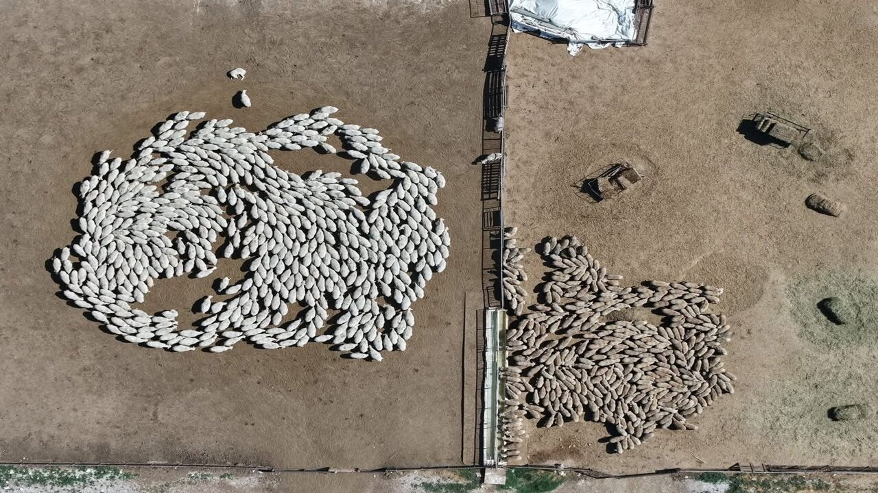 Ibrahim Yumaklı Koyun Keşi Dağıtım (2)