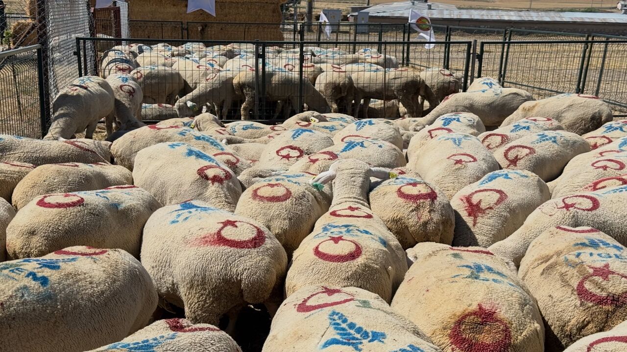 Ibrahim Yumaklı Koyun Keşi Dağıtım (8)