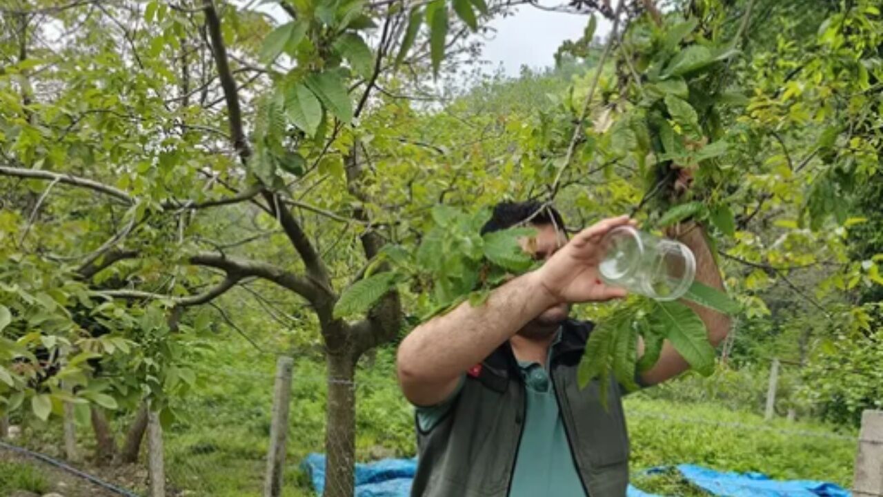 İnebolu’da Kestane Ağaçlarını Koruyacak Önemli Adım (3)