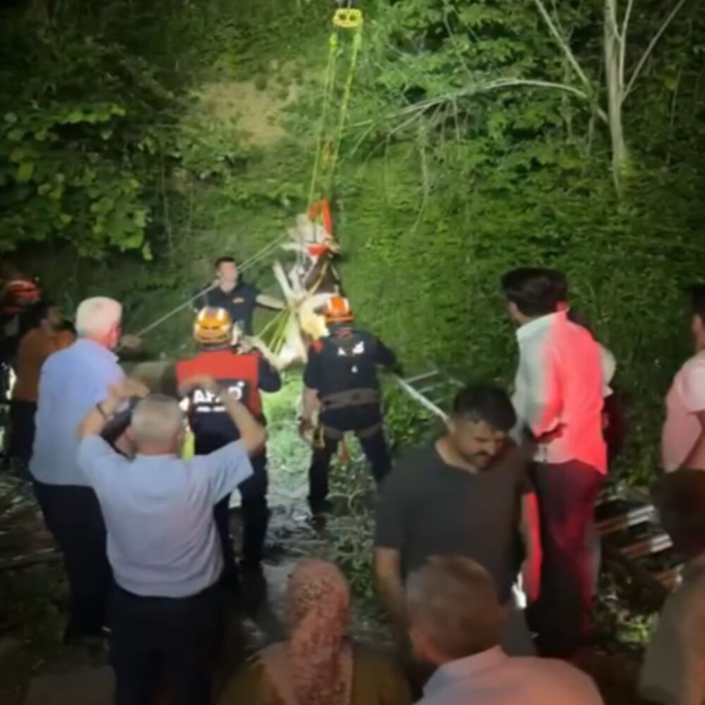 Inek Kurtarıldı Inebolu (1)