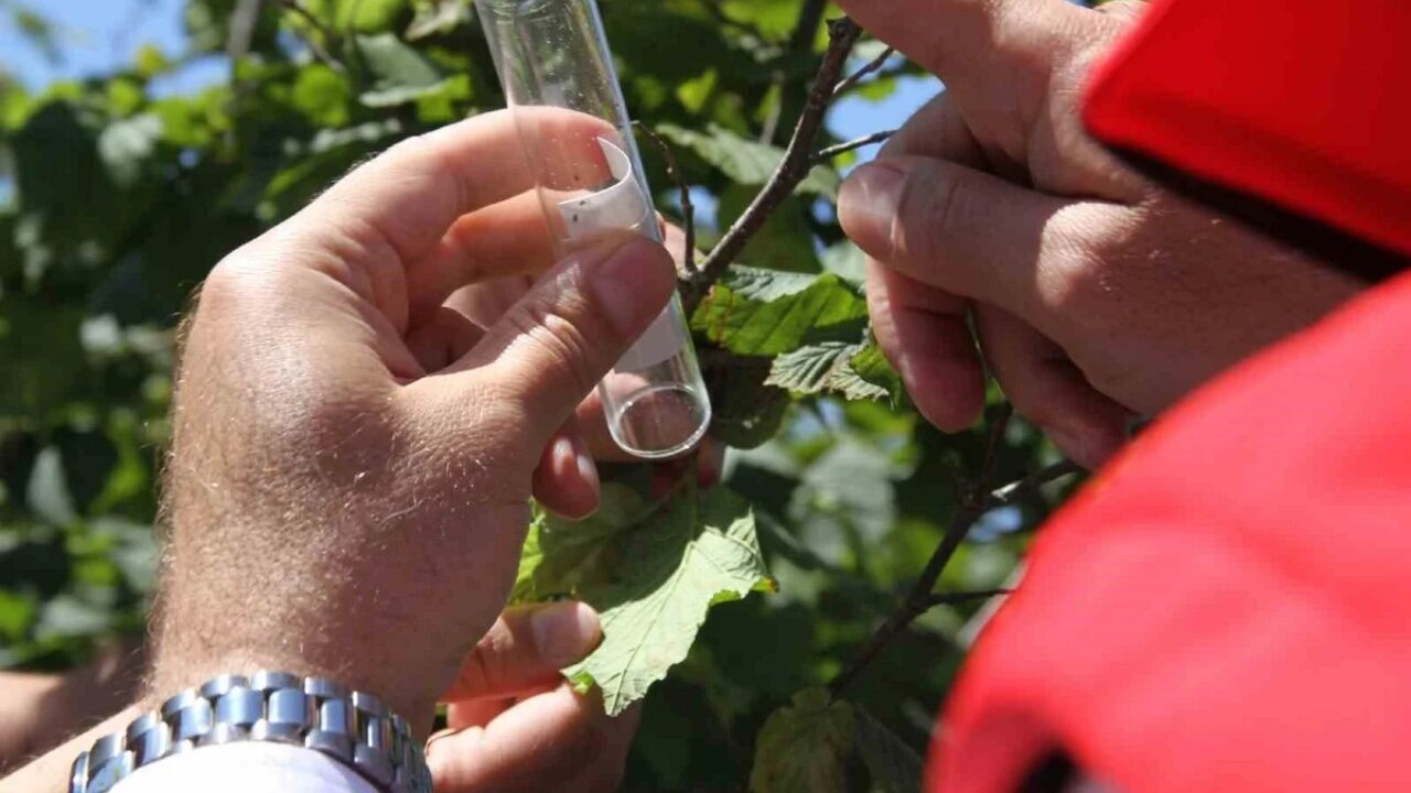 Karadeniz’de 1,65 Milyon 'Samuray Arısı' Doğaya Salınıyor (1)