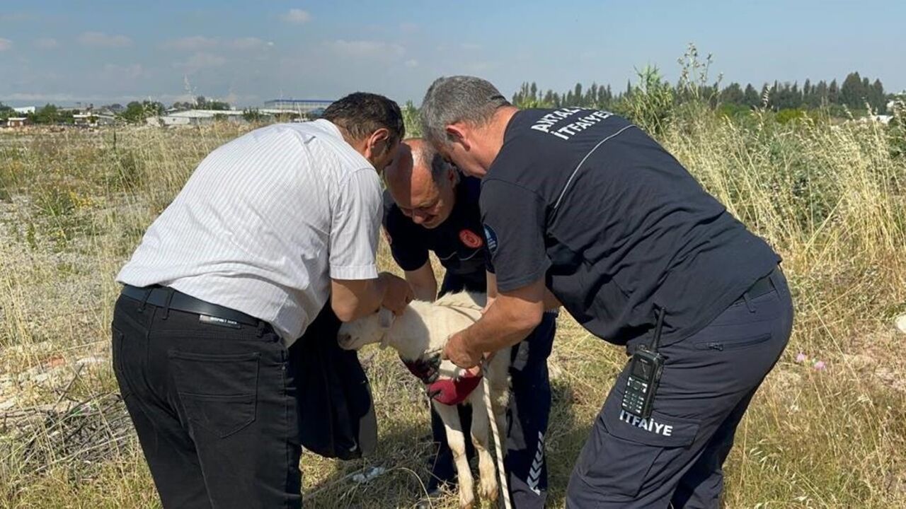 Kastamonu Lu Isim Antalya Da Oğlak (1)