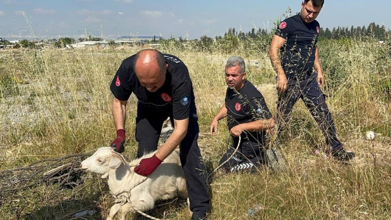 Kastamonu Lu Isim Antalya Da Oğlak (3)