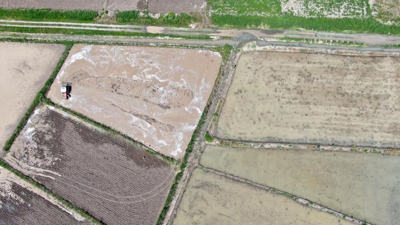 Kastamonu Tosya Sarıkılçık Pirinç (6)