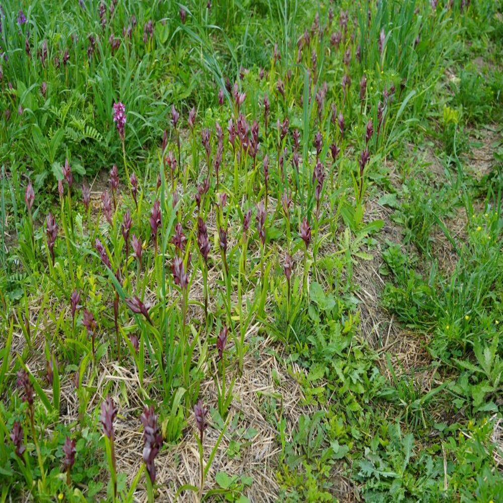 Kastamonu Zengin Edecek Salep (7)