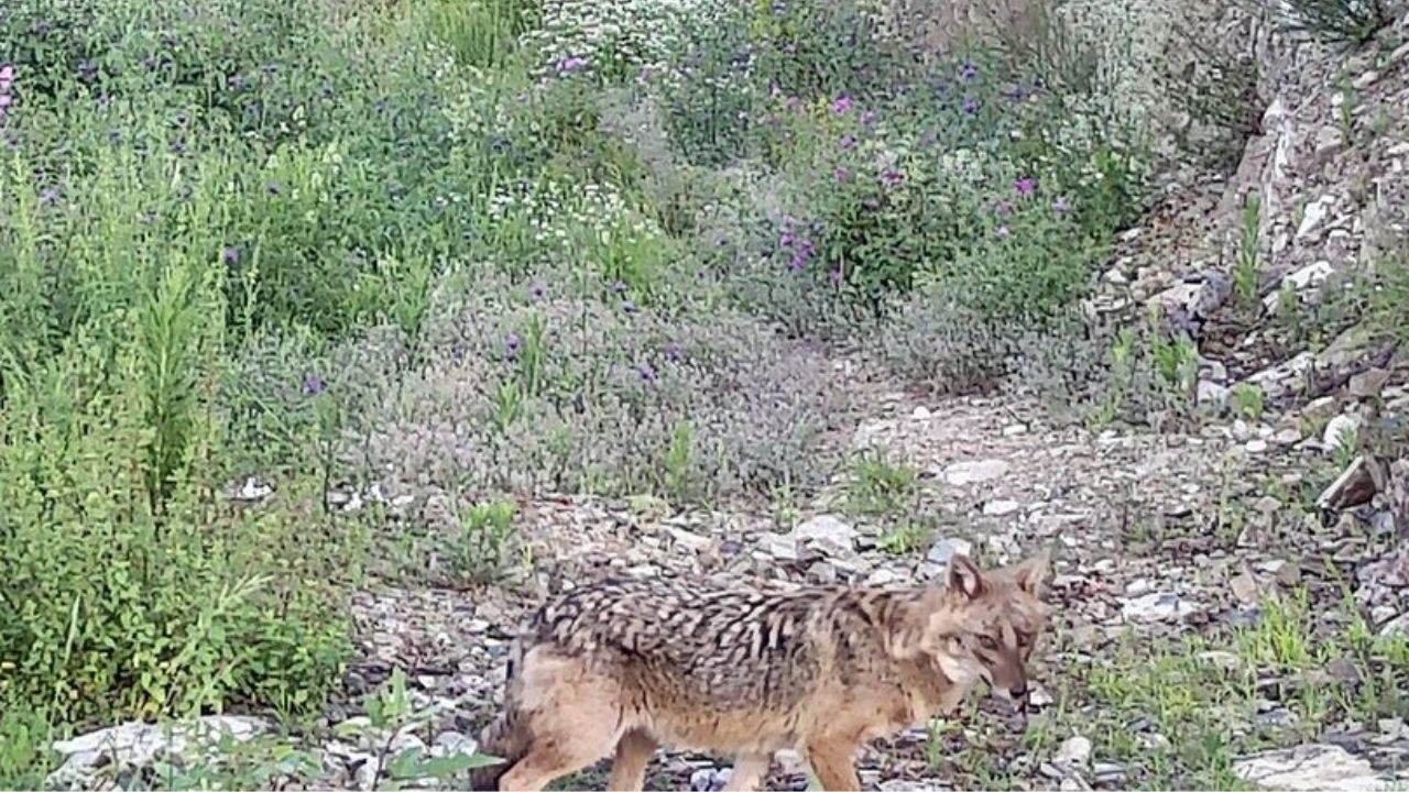 Kastamonu’da Dev Boz Ayı Ve Çakal Görüntülendi ‘Tedirgin Olduk’ (1)