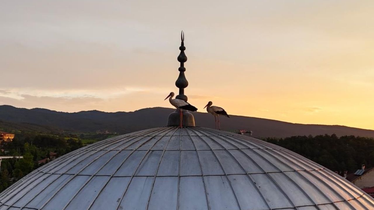 Kastamonu’da Gün Batarken Leylekler Cami Kubbesini Süsledi (1)