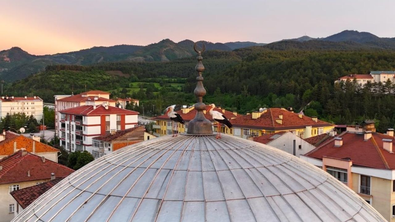 Kastamonu’da Gün Batarken Leylekler Cami Kubbesini Süsledi (2)