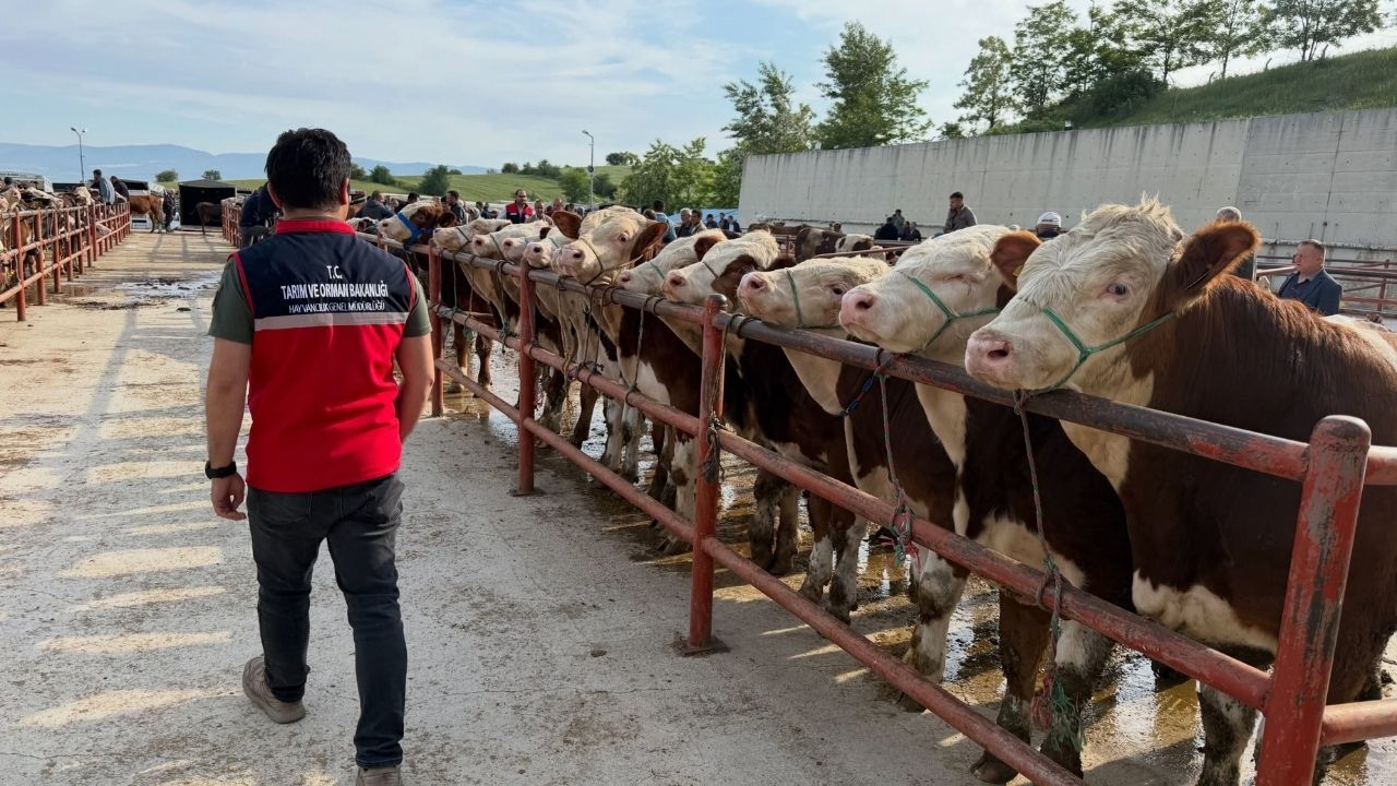 Kastamonu’da Hayvan Satış Yerlerinde Güven Veren Denetim (3)