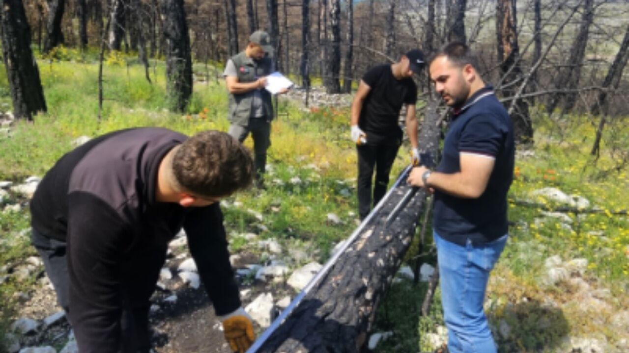 Kastamonu’da Ormanlarda Yoğun Mesai! Rehabilitasyon Ve Üretim Çalışmaları Sürüyor (2)