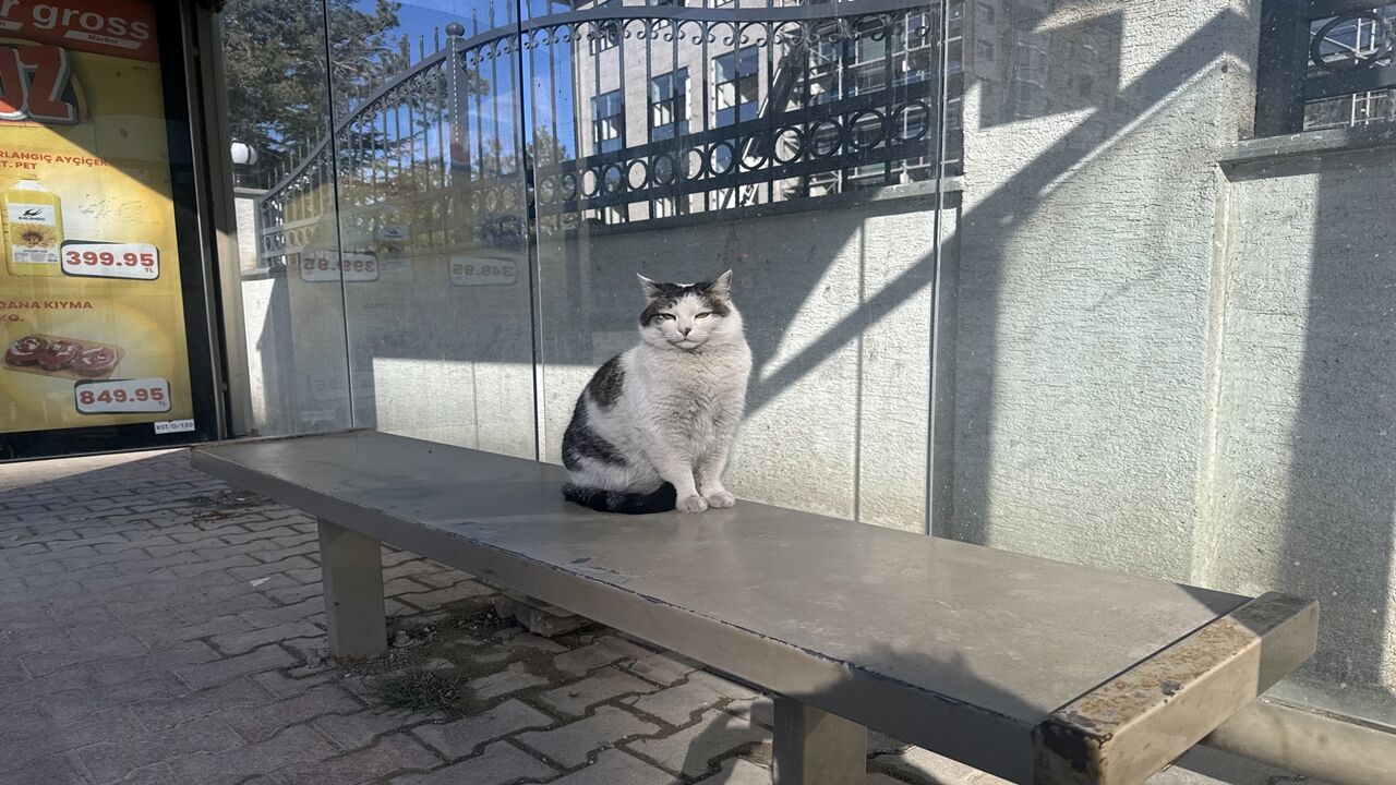 Kedi Durağı Mesken Tuttu (1)