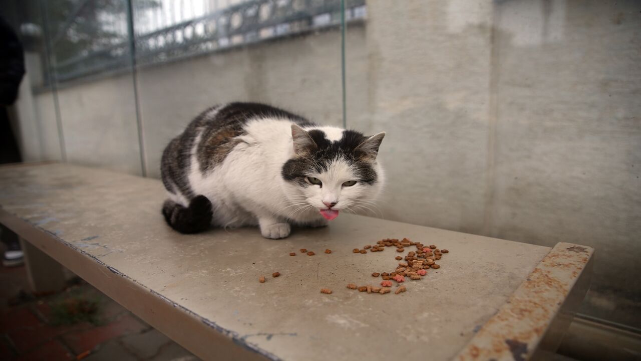 Kedi Durağı Mesken Tuttu (3)