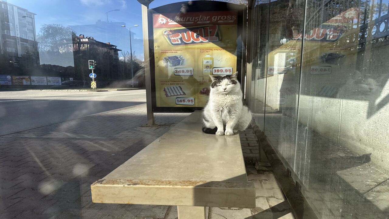 Kedi Durağı Mesken Tuttu (6)