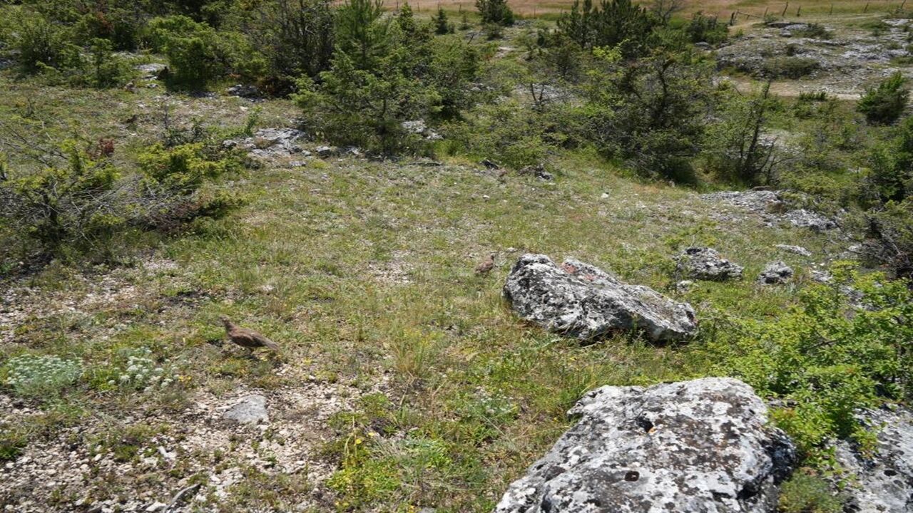 Kınalı Keklik Kastamonu Uçtu (3)