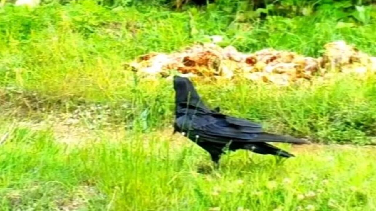 Mekanın Sahipleri (2)