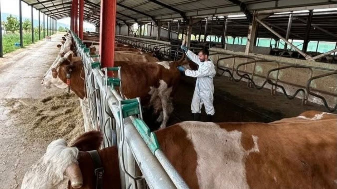 Taşköprü’de Ari Işletmelerde Denetimler Sürüyor (1)