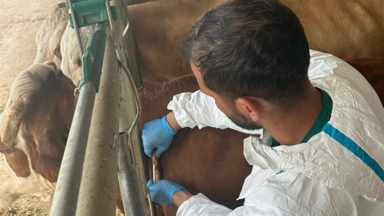 Taşköprü’de Ari Işletmelerde Denetimler Sürüyor (2)