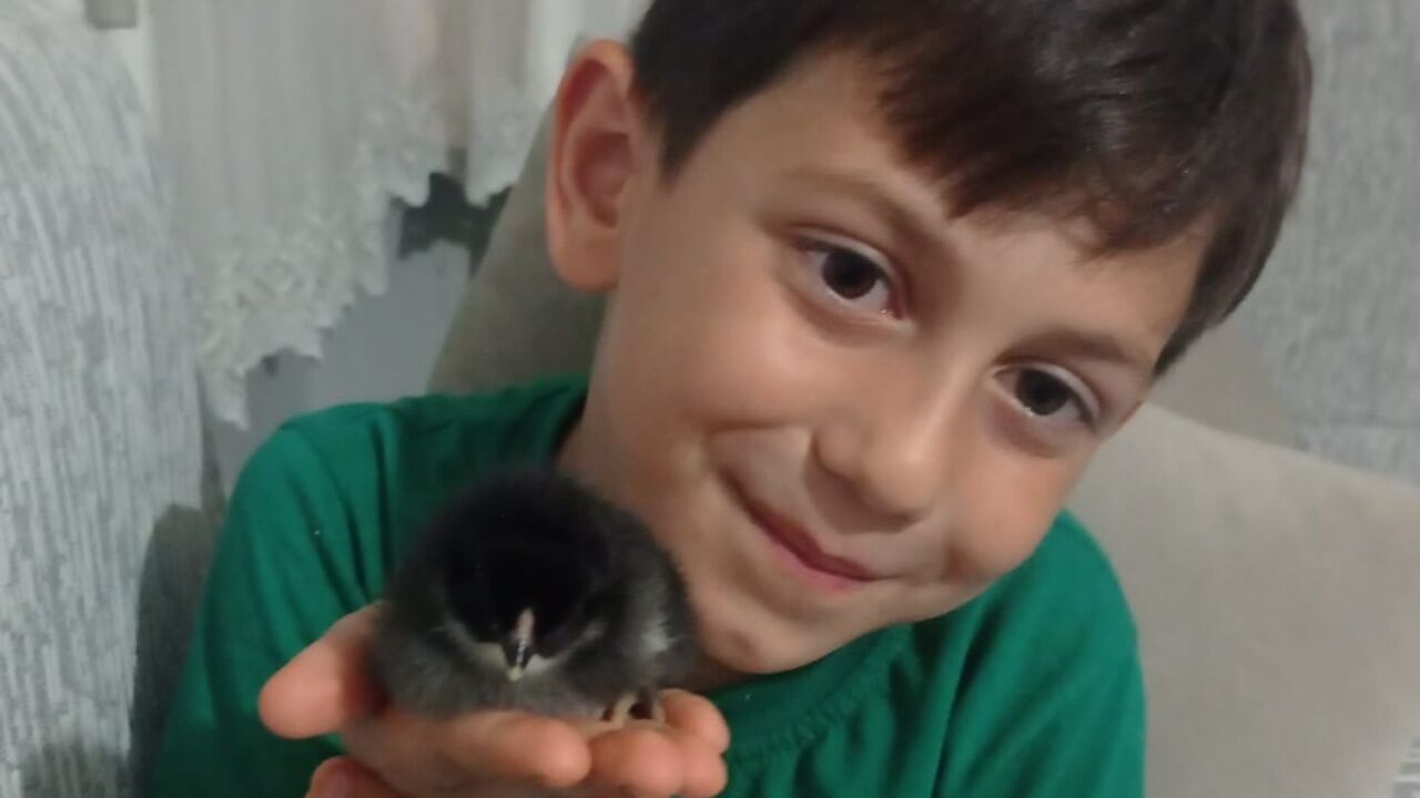 Taşköprü’de Karne Sevinci Bu Kez Civciv Hediyesiyle Katlandı (4)