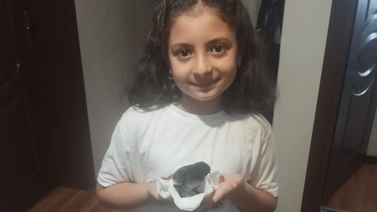 Taşköprü’de Karne Sevinci Bu Kez Civciv Hediyesiyle Katlandı (6)