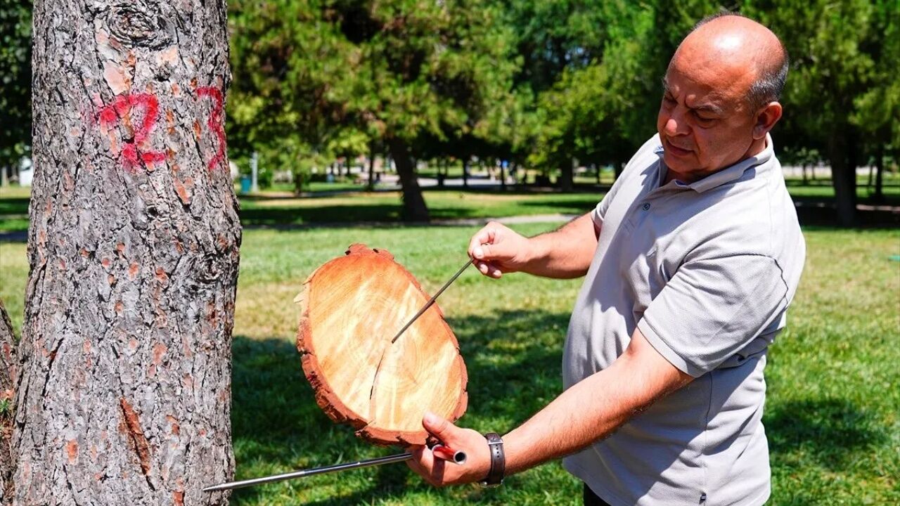 Ağaçların Gövdesinde Oluşan Yıllık Halkalar 1
