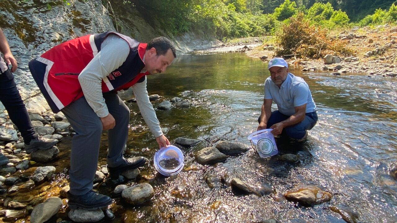 Bozkurt'ta Selden Etkilenen Çaya 15 Bin Alabalık Bırakıldı 1