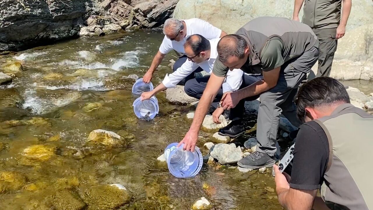 Bozkurt'ta Selden Etkilenen Çaya 15 Bin Alabalık Bırakıldı