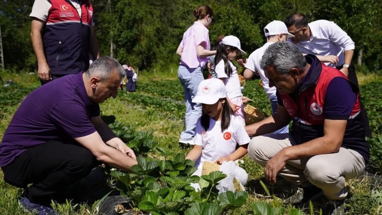 Daday'da Kadın Girişimciden Büyük Başarı! 1 Dekarlık Çilek Bahçesi 6 Dekara Ulaştı (2)