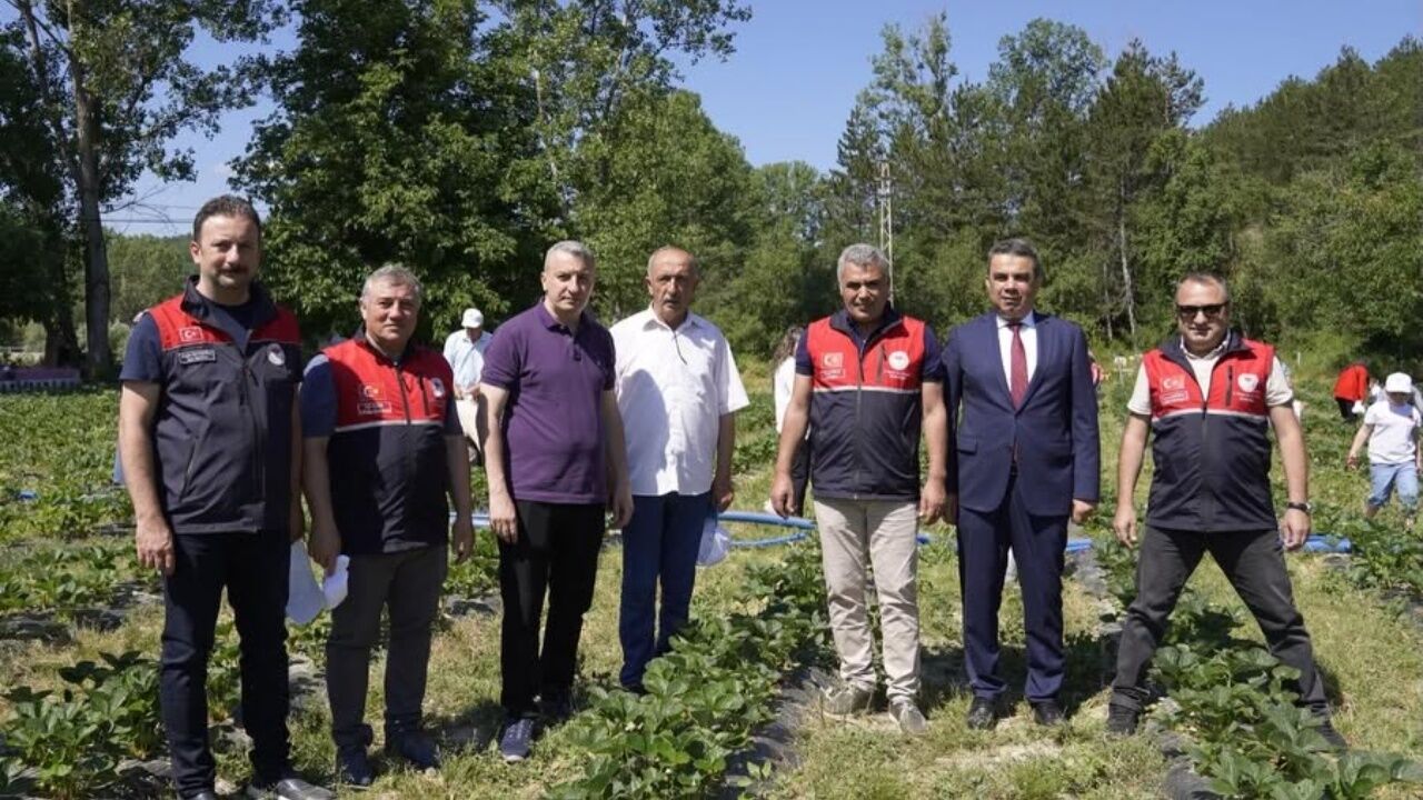 Daday'da Kadın Girişimciden Büyük Başarı! 1 Dekarlık Çilek Bahçesi 6 Dekara Ulaştı (6)