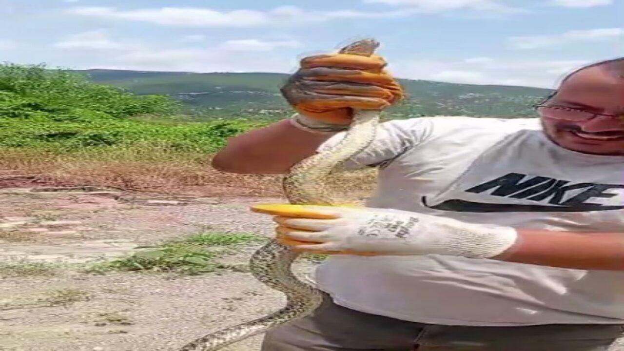 Evde Korku Dolu Anlar! Yakaladığı Yılanı Boynuna Sardı (2)