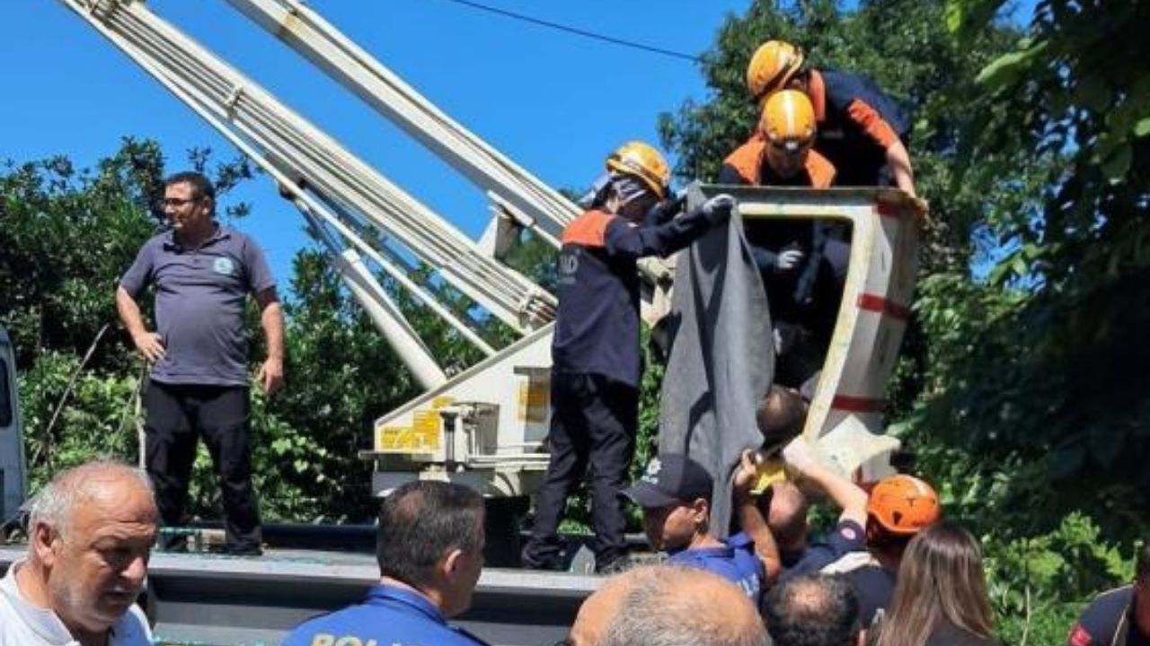 Ihlamur Toplarken Feci Şekilde Can Verdi (2)
