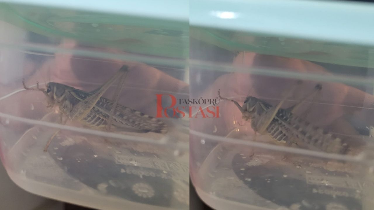 İstilacı Dev Çekirgeler Bu Kez Taşköprü’de Görüntülendi (2)