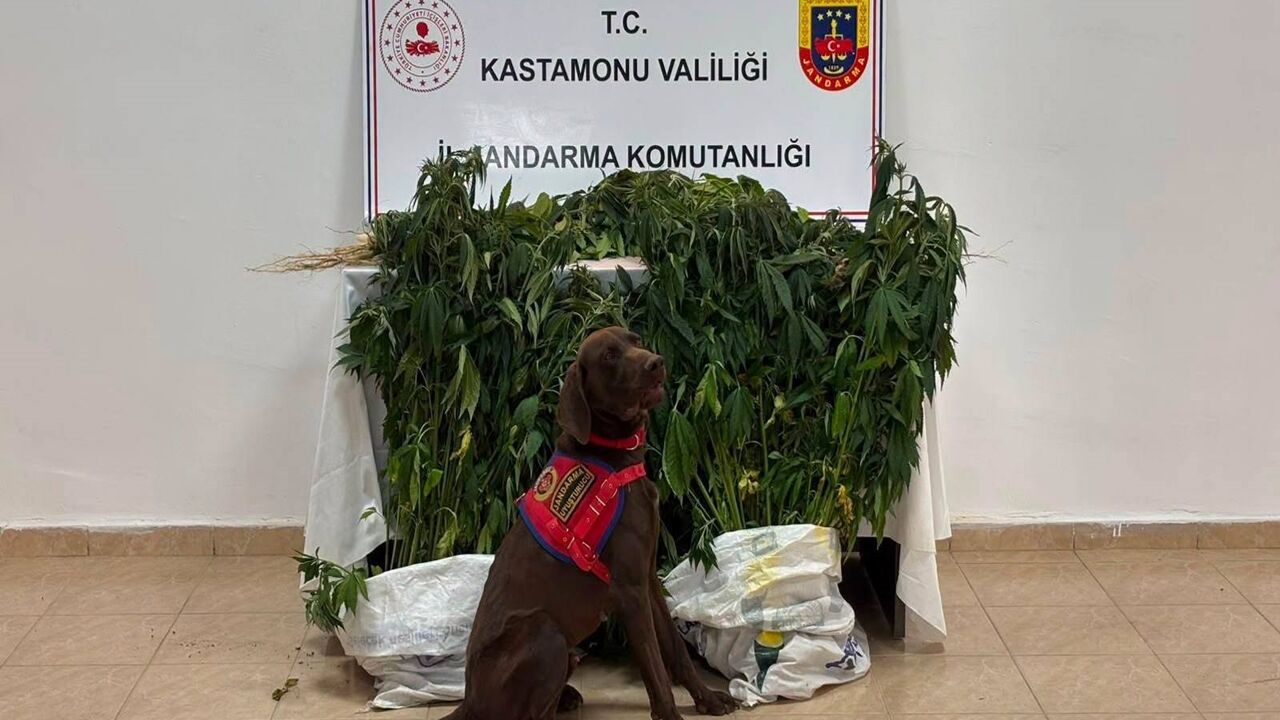 Jandarma Kastamonuu Operasyon (1)