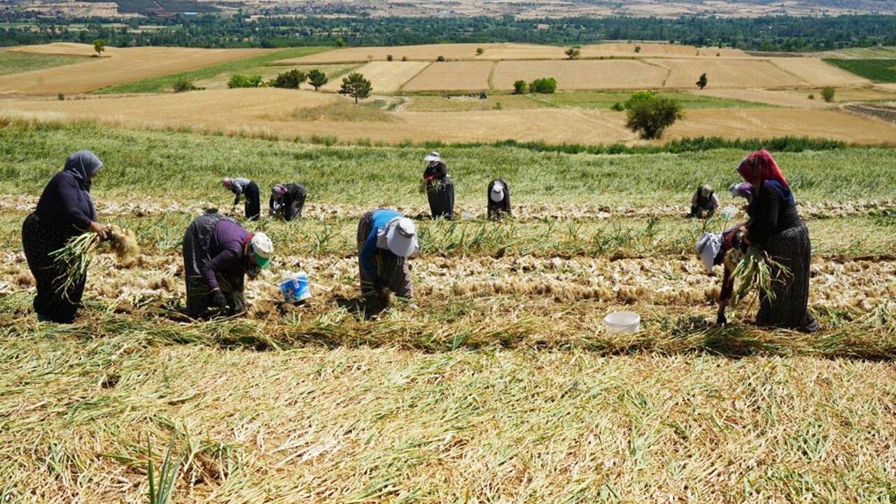 Kadın Sarımsakçılar Tarla (1)