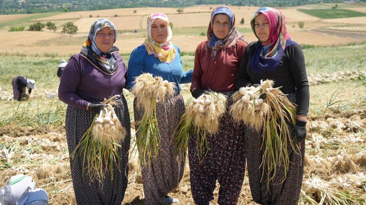 Kadın Sarımsakçılar Tarla (2)