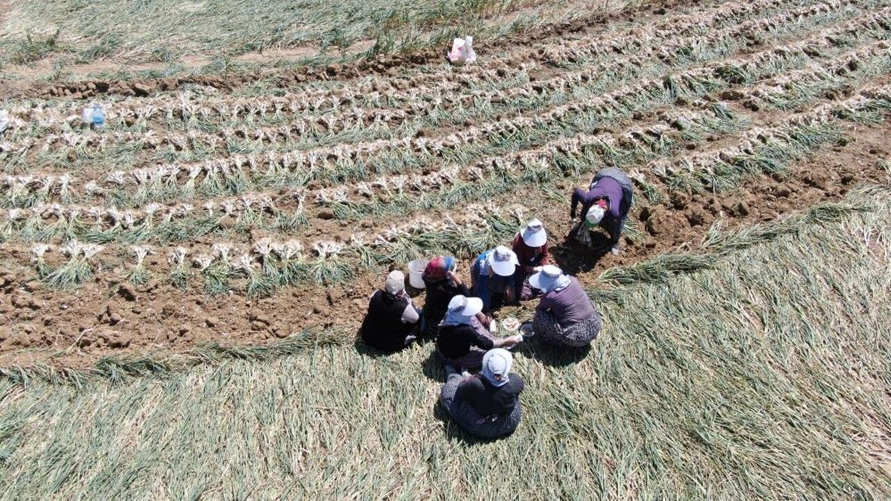 Kadın Sarımsakçılar Tarla (4)