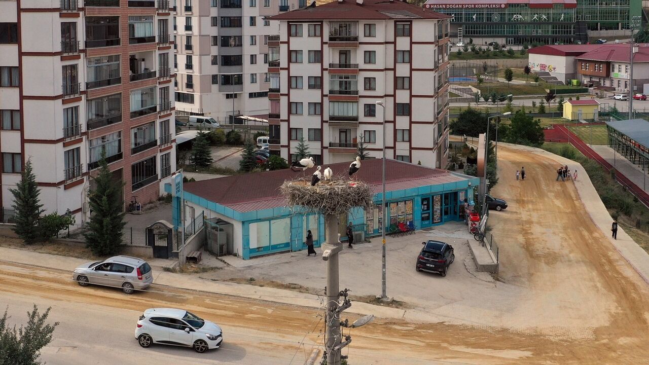 Kastamonu Leylekler (5)
