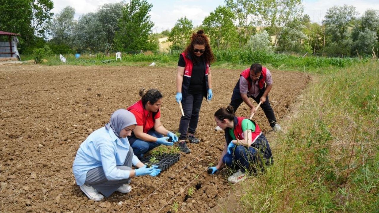 Kastamonu’da Aromatik Bitkiler Çiftçiye Yeni Gelir Kapısı Olacak (2)