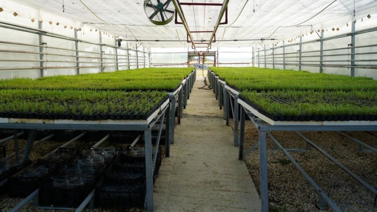 Kastamonu’da Aromatik Bitkiler Çiftçiye Yeni Gelir Kapısı Olacak (4)
